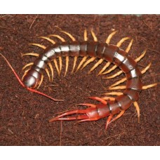 Vietnamese Centipede - (Scolopendra subspinipes)