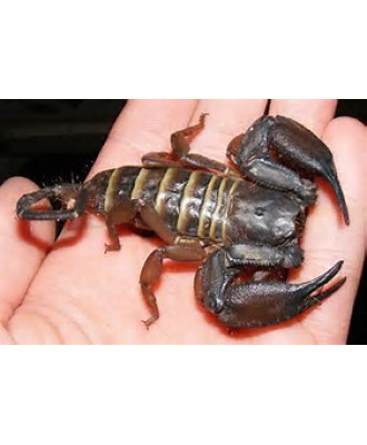 Flat Rock Scorpion-(Hadogenes troglodytes)